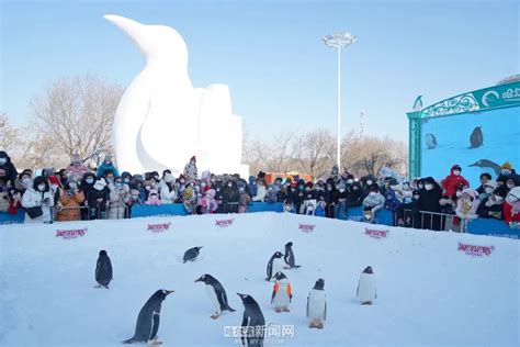 2022年哈尔滨极地公园---企鹅 - 知乎