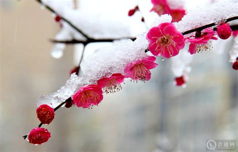 梅花图片_冬季的梅花图片大全 - 花卉网