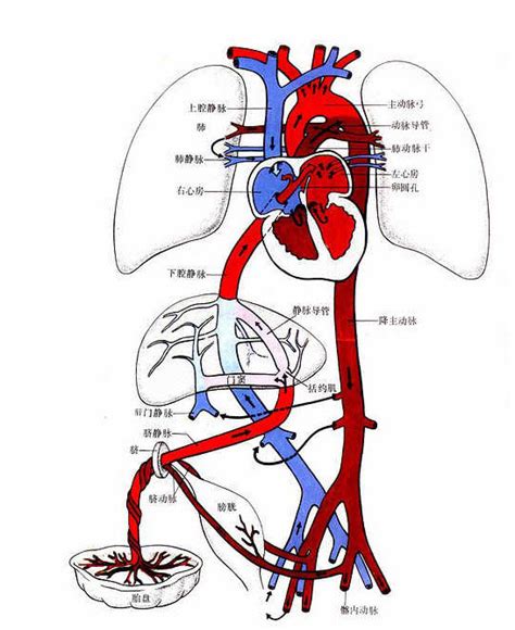 心血管系统结构示意图-人体解剖图,_医学图库