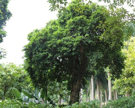 绿化榕树多少钱一棵？榕树的养殖方法和注意事项大全-花木行情-中国花木网