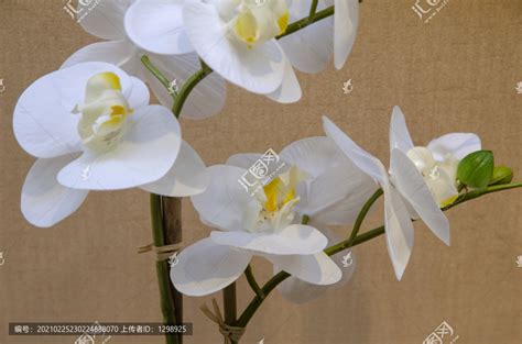 白色蝴蝶兰,花卉,植物花草,摄影素材,汇图网www.huitu.com