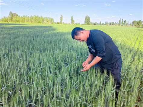 甘肃：金塔县 科学灌溉助推农业水资源实现优化配置