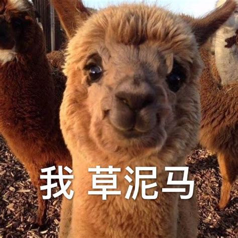 草尼玛表情包图片