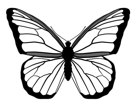 蝴蝶|纯艺术|彩铅|Z88312166 - 临摹作品 - 站酷 (ZCOOL)