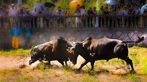 广西侗乡百年传统斗牛节吸引游客围观