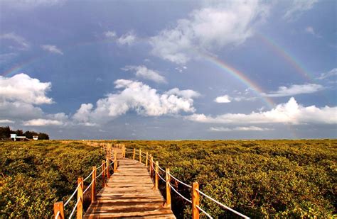 北海五一红树林引游客-广西高清图片-中国天气网