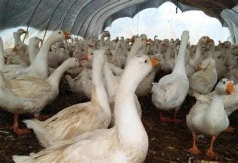 肉鹅养殖注意事项，首先要挑选优质的种鹅 - 农敢网