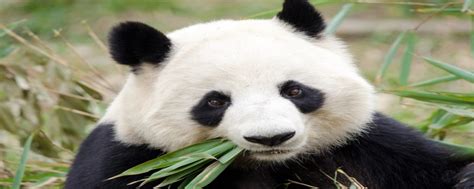 人们为什么热衷于看大熊猫？ - 知乎