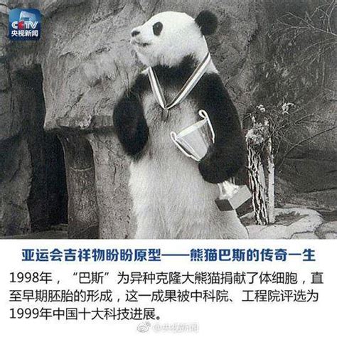 福州熊猫“盼盼” 亮相亚运会_腾讯福建站_腾讯网
