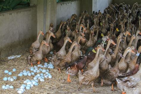 蛋鸭开产五要点，日日有蛋强过鸡，增蛋+催肥_养殖一点通