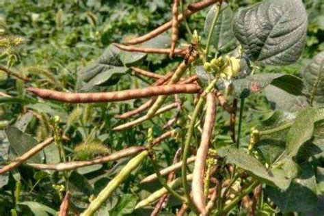 绿豆生长过程 - 农敢网