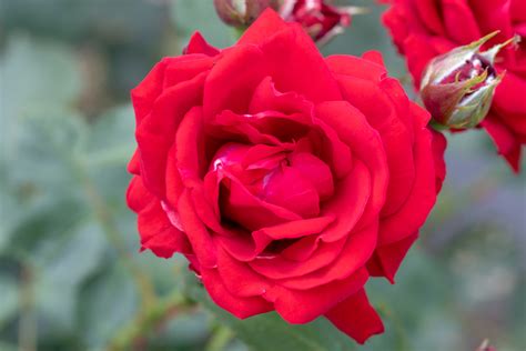 Rose Rose9 Seed (45 per packet): Buy Rose Rose9 Seed (45 per packet ...