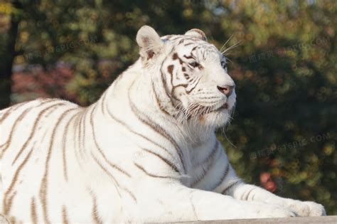 白色的老虎高清图片下载-正版图片504685158-摄图网