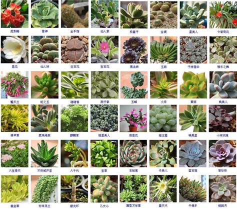255种多肉植物图片及名称_word文档在线阅读与下载_无忧文档