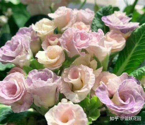 粉色报春花的盆栽高清摄影大图-千库网