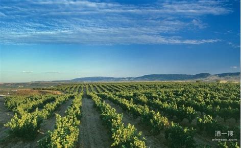 罗讷河谷——历史与葡萄品种:葡萄酒资讯网（www.winesinfo.com）