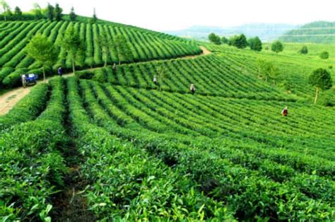 种植茶叶一亩收入多少_50亩茶叶利润有多少- 茶文化网