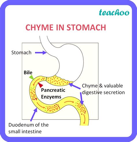[Biology Class 10] What is chyme? - Life Processes - Teachoo