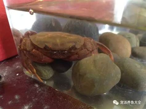 螃蟹哪些部位不能吃图解，不能吃的蟹腮/蟹肠/蟹胃/蟹心位置图解 — 久久经验网