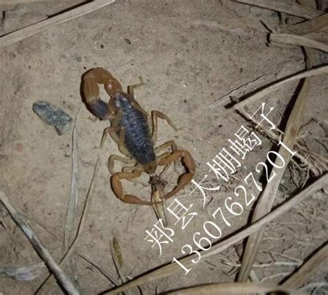 【蝎子常识】 怎么诱捕野生蝎子，蝎子诱捕剂配方_蝎子养殖网