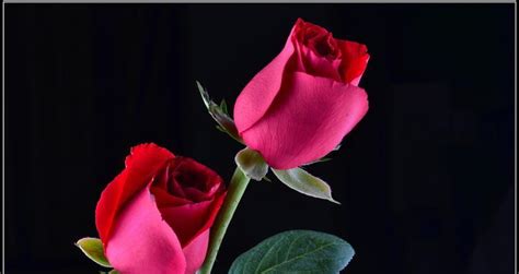 黑色玫瑰花语（深入探索黑色玫瑰的花语，感受它独特的魅力）_花植网