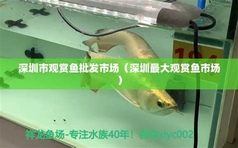 徐州海水观赏鱼批发市场地址，徐州最大的观赏鱼市场 - 观赏鱼批发 - 广州观赏鱼批发市场