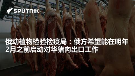 俄动植物检验检疫局：俄方希望能在明年2月之前启动对华猪肉出口工作 - 2023年12月26日, 俄罗斯卫星通讯社