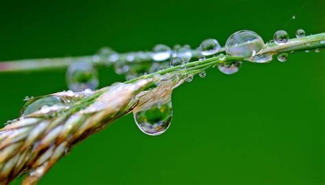 丛雨图片