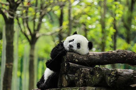 国宝大熊猫高清图片下载-正版图片600130759-摄图网