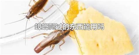 蟑螂是怎么出现在家里的？爬过的地方怎么处理？三种处理方法介绍|蟑螂|衣服|卫生间_新浪新闻