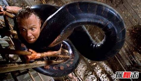 世界上最大的十种蛇