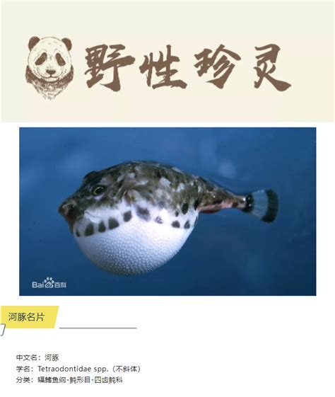 野性珍灵|河豚：毒性最强的鱼-华中农业大学博物馆