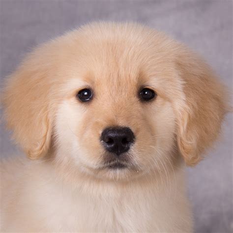 纯种金毛幼犬狗狗出售 宠物金毛犬可支付宝交易 金毛犬 /编号10087000 - 宝贝它