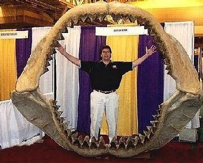 如果沧龙遇上巨齿鲨，谁才是真正的海洋霸主？沧龙是否吊打巨齿鲨_腾讯视频