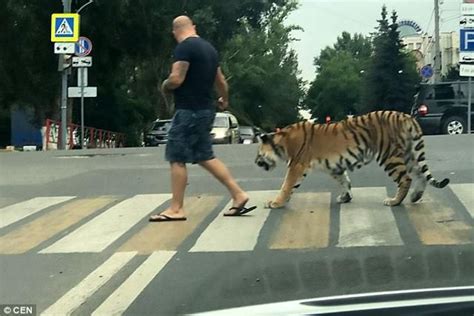 战斗的民族！俄男子上街遛老虎吓坏路人_新浪图片