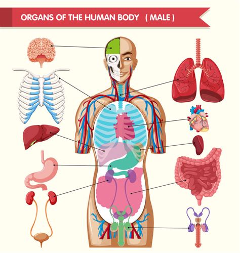 人体器官矢量示意图图片-矢量的人体器官示意图素材-高清图片-摄影照片-寻图免费打包下载