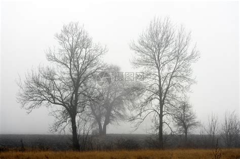 在迷雾的一天看望空的森林树冠抽象视图木晴天幽灵般的高清图片下载-正版图片307915043-摄图网