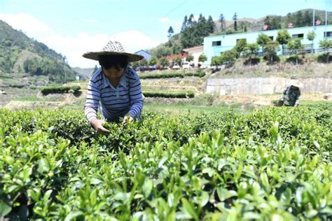 贵州丹寨：茶旅融合焕发传统茶园新活力 - 当代先锋网 - 要闻