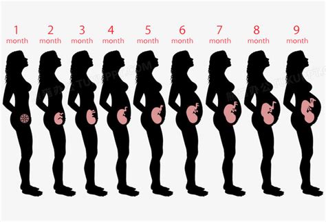 女人的怀孕周期PNG图片素材下载_怀孕PNG_熊猫办公