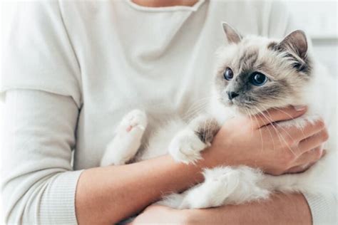 怎么抱猫猫咪不会反抗（抱猫正确姿势与常见错误） - 胖萌舍宠物网