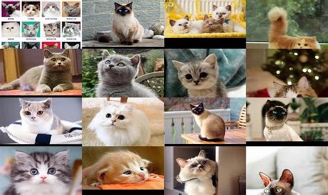猫有哪些品种图集,猫的品种图图集,猫有哪些品种名字(第3页)_大山谷图库