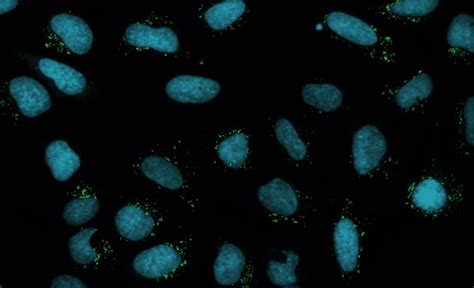 完整生物体单细胞水平基因表达和细胞形态多模式整合图谱_澎湃号·湃客_澎湃新闻-The Paper