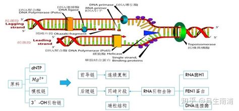 生物科普：DNA、基因和染色体傻傻分不清？一张图帮你搞清楚-深i科普