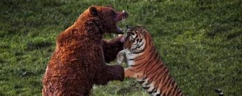 熊虎之争：传奇虎王黛尔曾捕食8头棕熊，东北虎真是棕熊的天敌吗 - 知乎