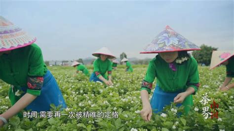 2017 茶界中国 1080P 高清 国语中字 10集 MP4 纪录片 下载地址 – 光影使者