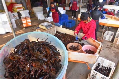 小龙虾抢“鲜”上市 - 资讯 - 新湖南