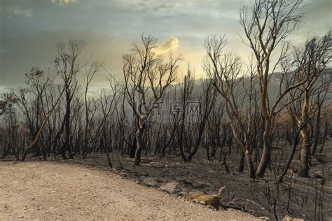 澳洲爆发地狱级火灾，成为《流浪地球》曾预言的痛苦景观_凤凰网