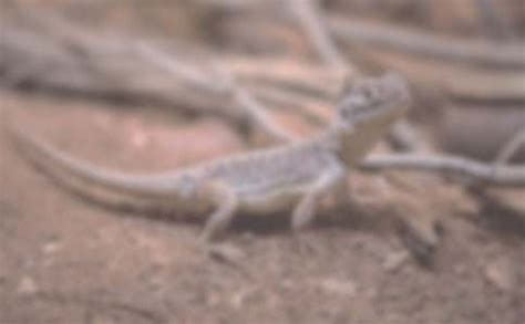 蜥蜴动物饲养宠物爬虫类摄影图配图高清摄影大图-千库网
