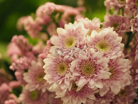 粉红晶菊花Gerbera美丽的花束Barberton高清图片下载-正版图片506357756-摄图网
