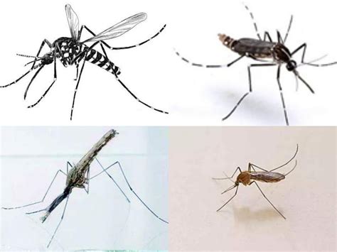 蚊子种类图片品种,蚊子品种图片大全,蚊子种类介绍图片_大山谷图库
